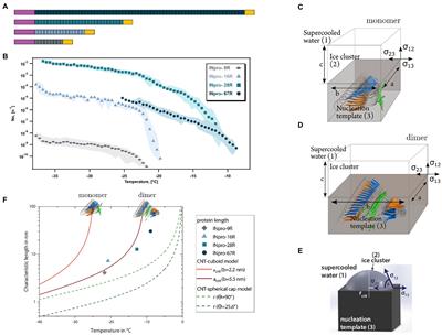 Structure and Protein-Protein Interactions of Ice Nucleation Proteins Drive Their Activity